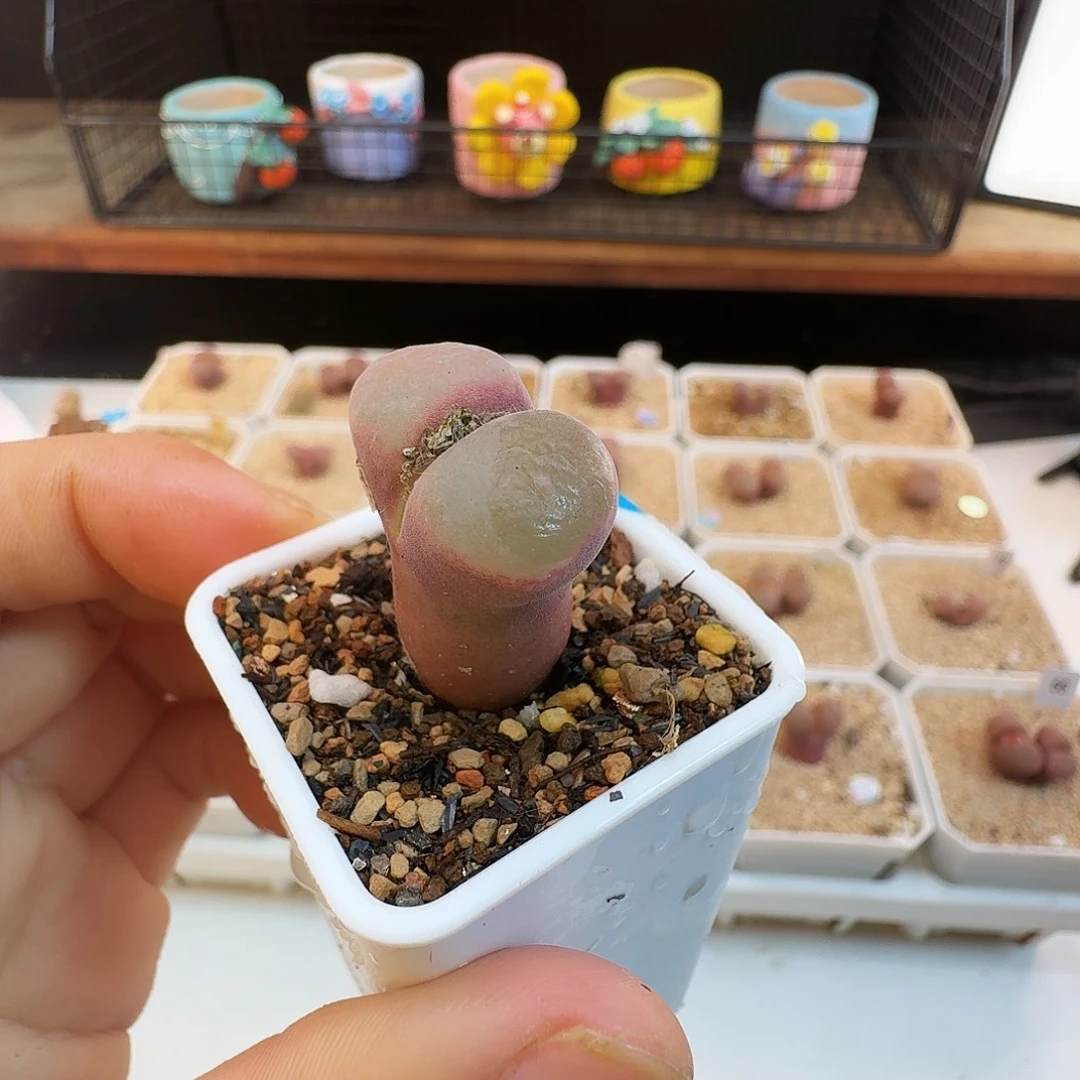 多肉植物福利肉锥396