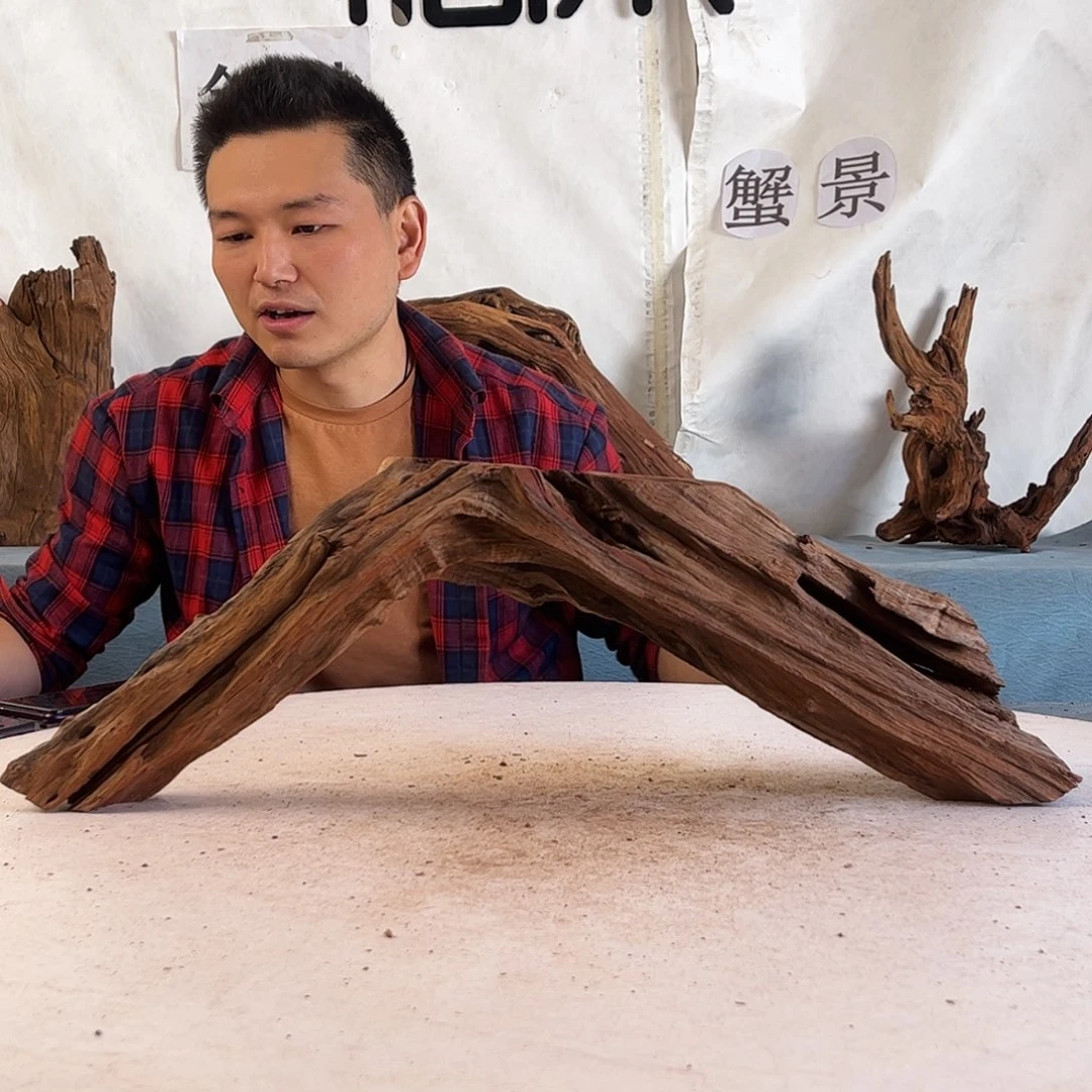 沉木造景爬宠造景