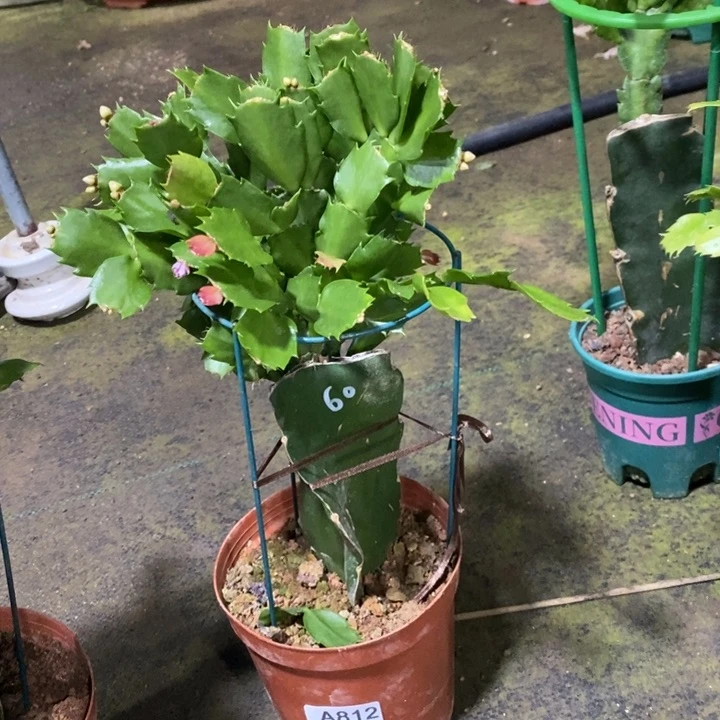 当前无花栽培后可以开花?**罐812嫁接060