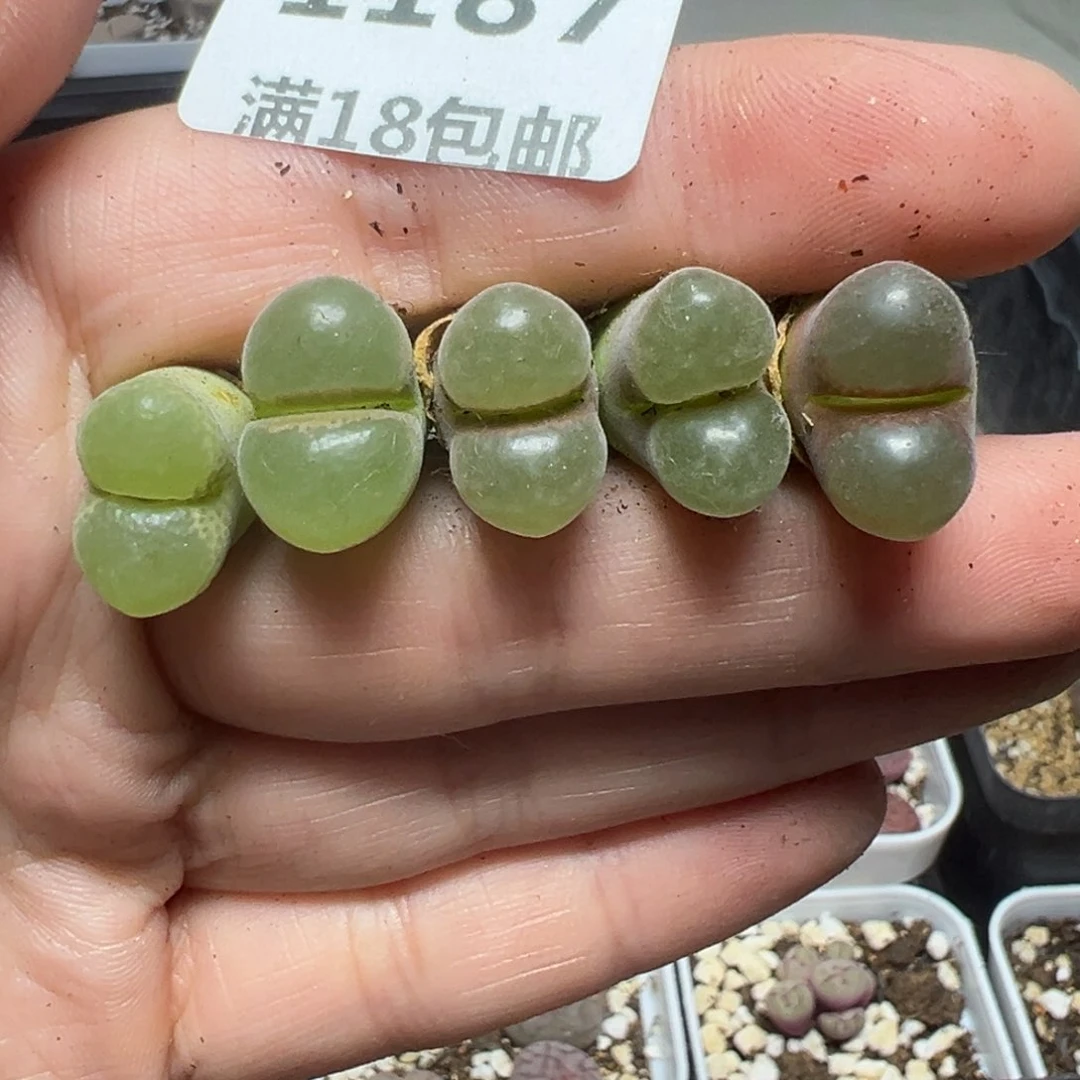 【闪购商品】1187……