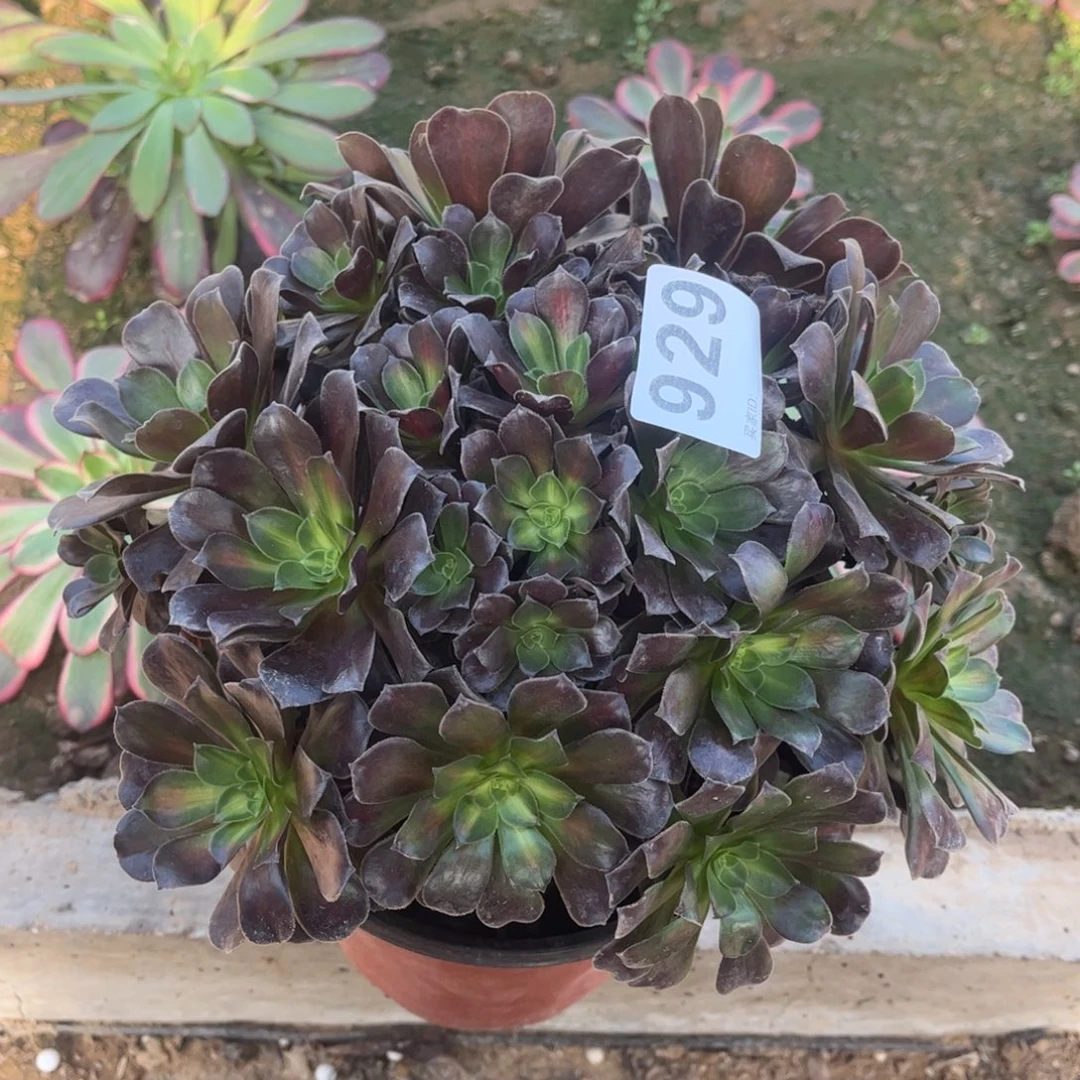 欧子929不包断枝的