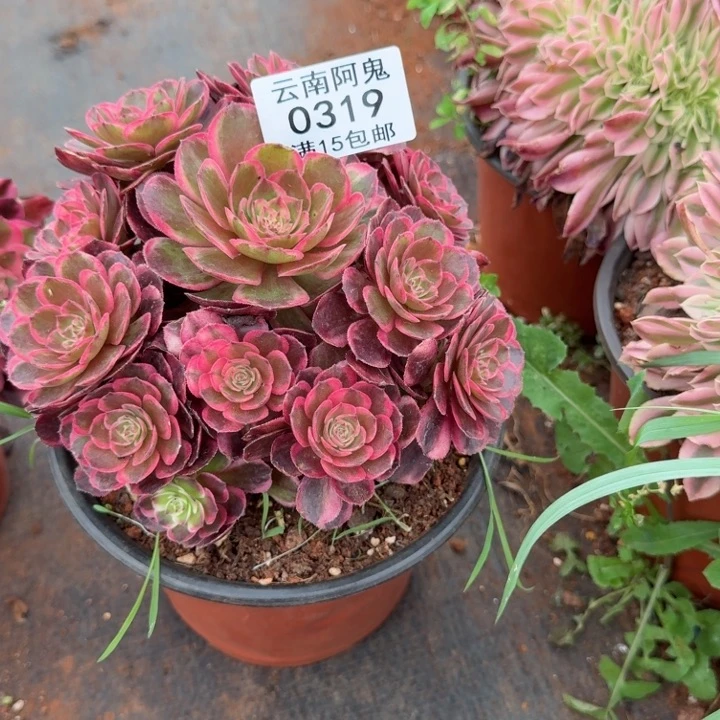 319号黑魔锦捧花啊啊