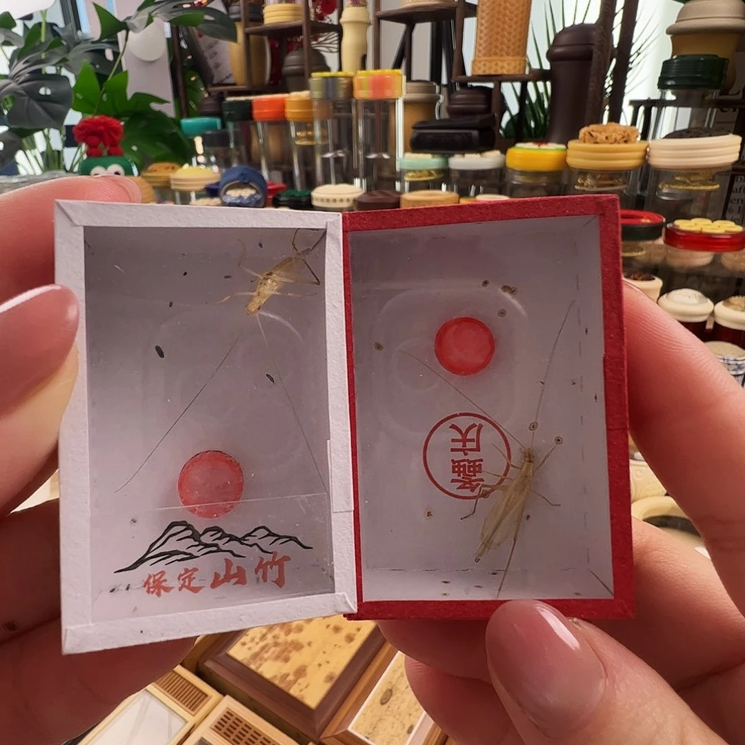 哈哈哈保定山竹蛉➕柬埔寨竹蛉