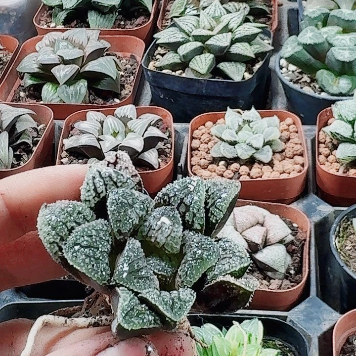 得***鱼无花朵十二卷 蓝钻福利