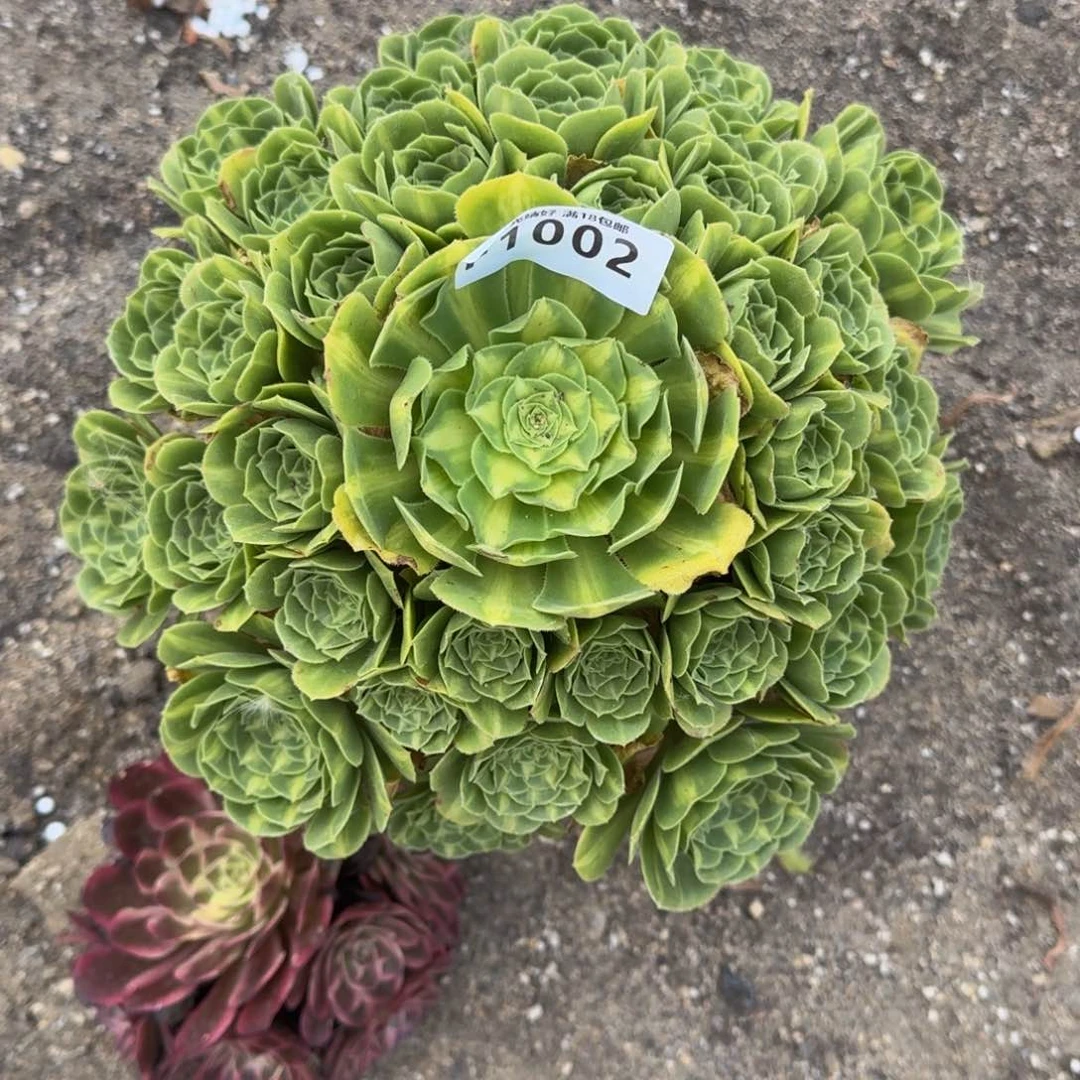 1002翡翠琉璃多肉植物