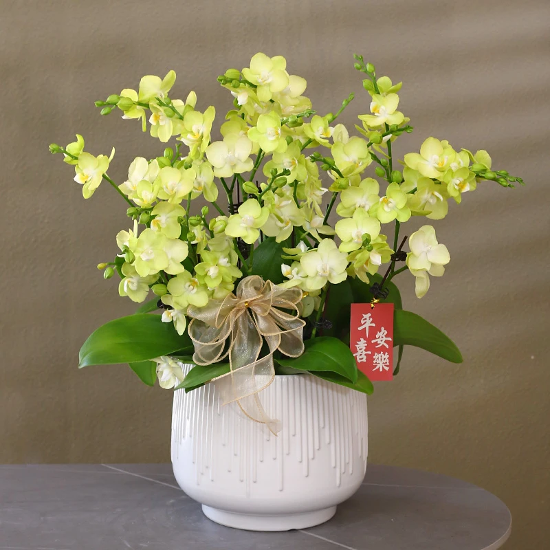 【小柠檬】绿黄色系蝴蝶兰带花带盆组好伴手礼送礼茶桌客厅美化