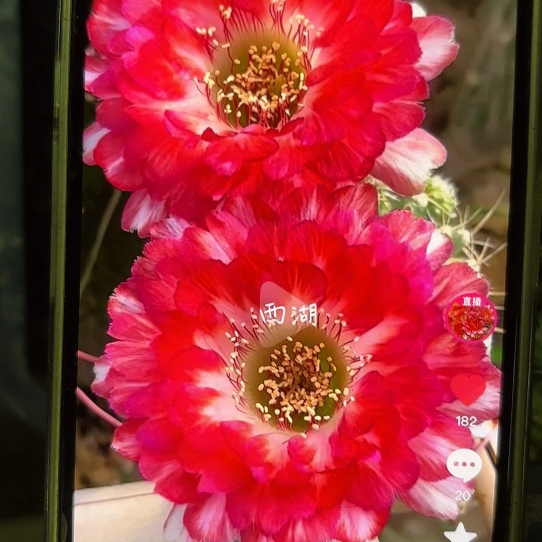 世界小姐丽花侧牙20包邮仙人球瑕