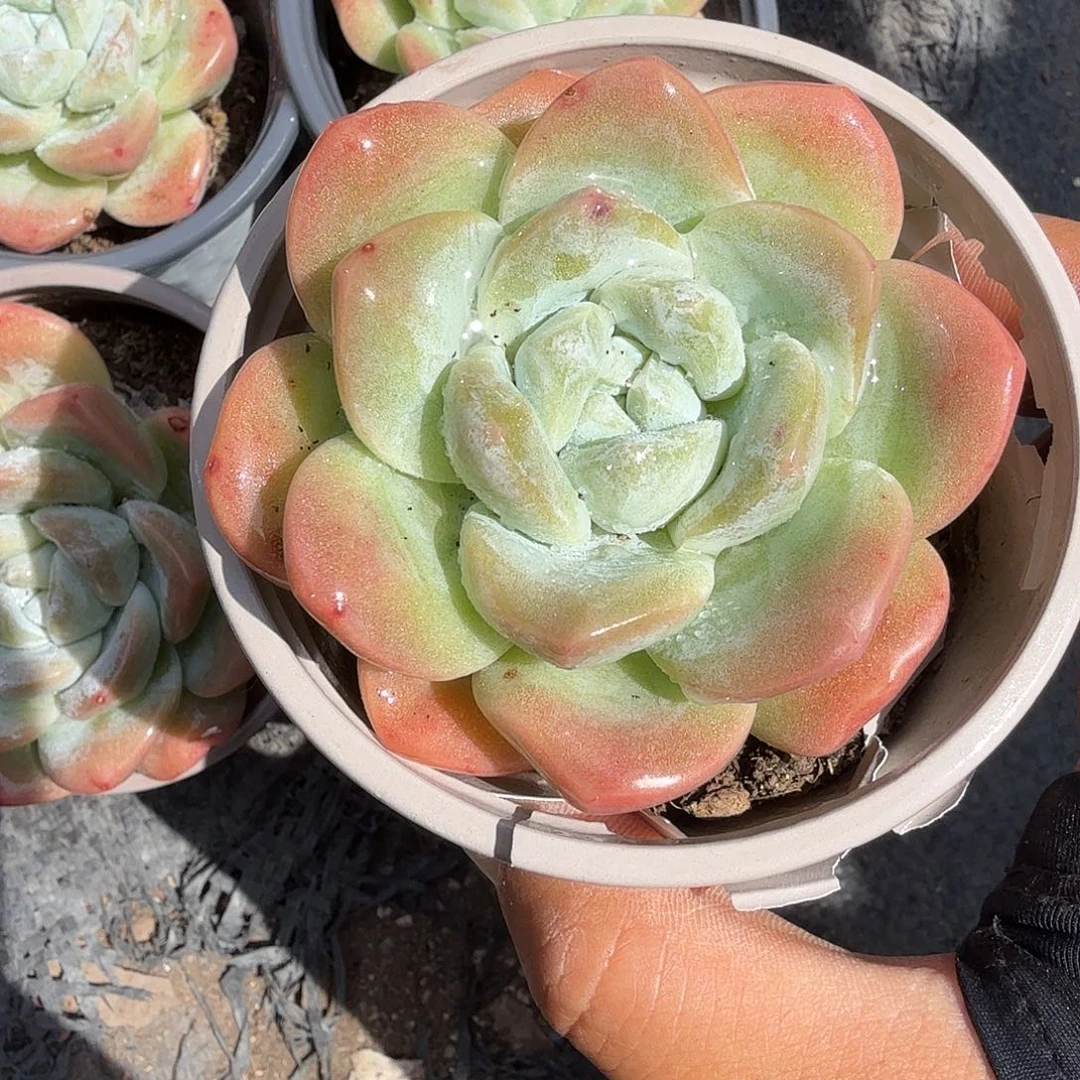 冰玉单头多肉一上午