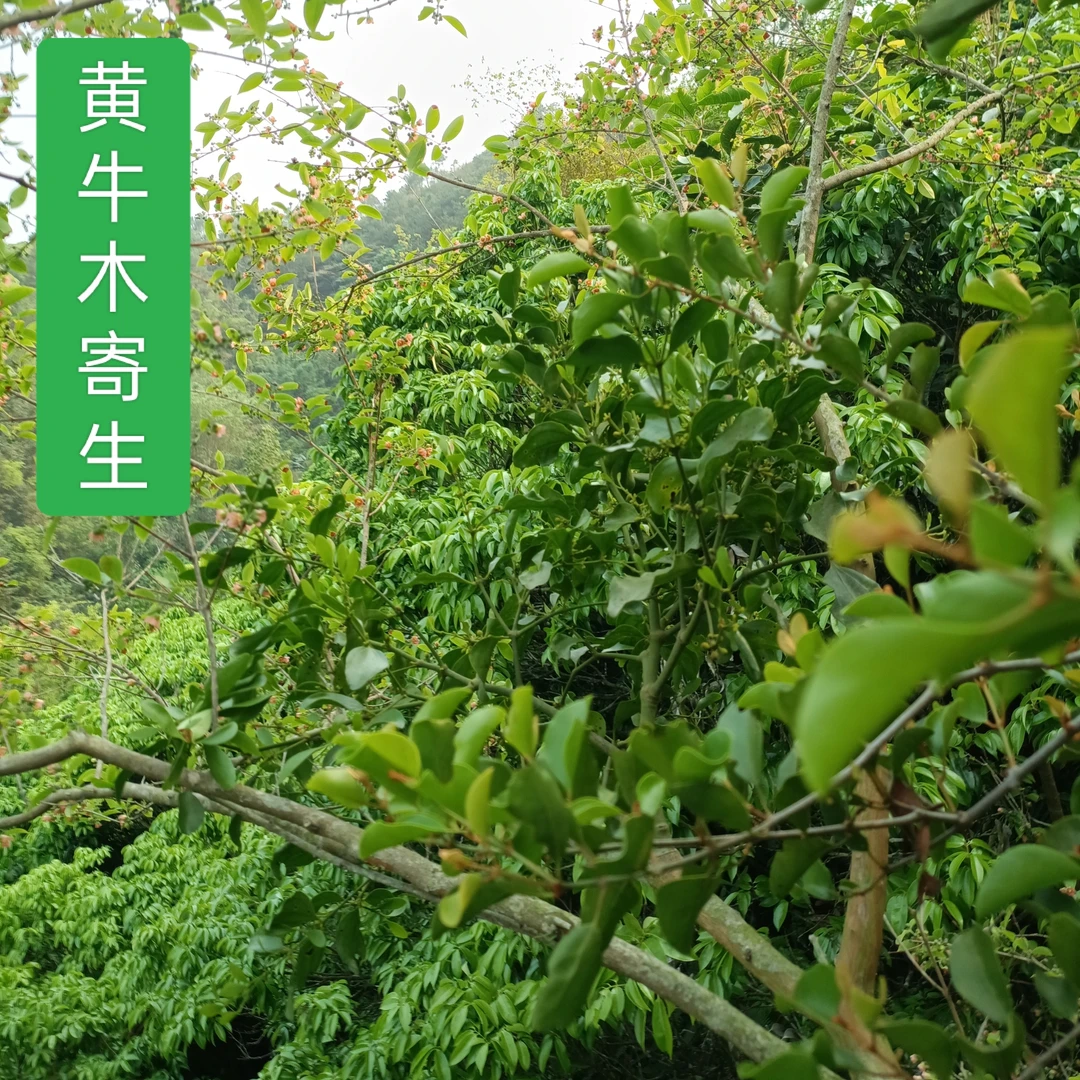 广西岑溪大山野生黄牛木寄生（狗牙木寄生）