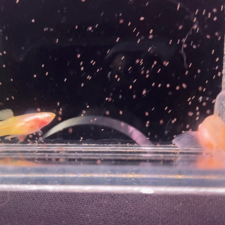 海水鱼黄金玻璃大C1对