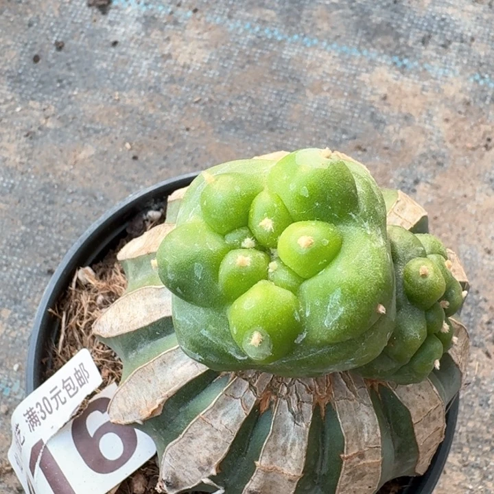 916四棱大尤仙仙人球