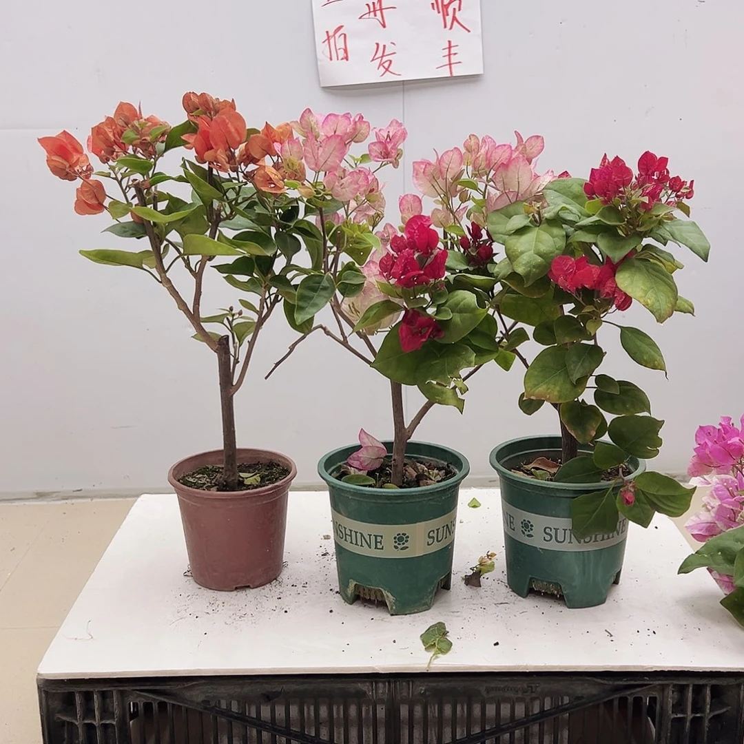 大部分花苞少量开放宝老橙，五宝，加州红组合
