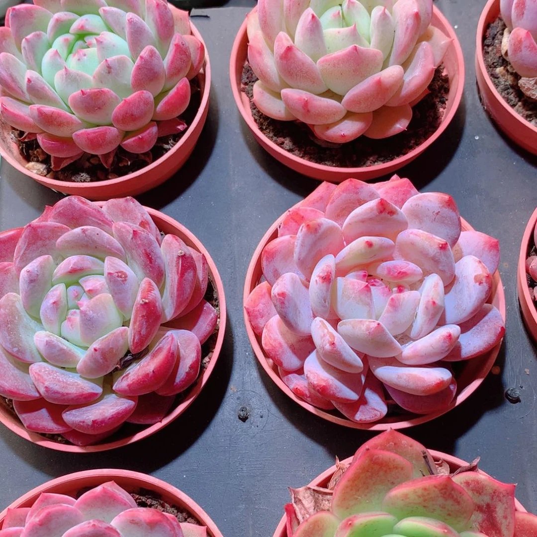 14-量拍品质保证拍多肉带盆9颗全单头