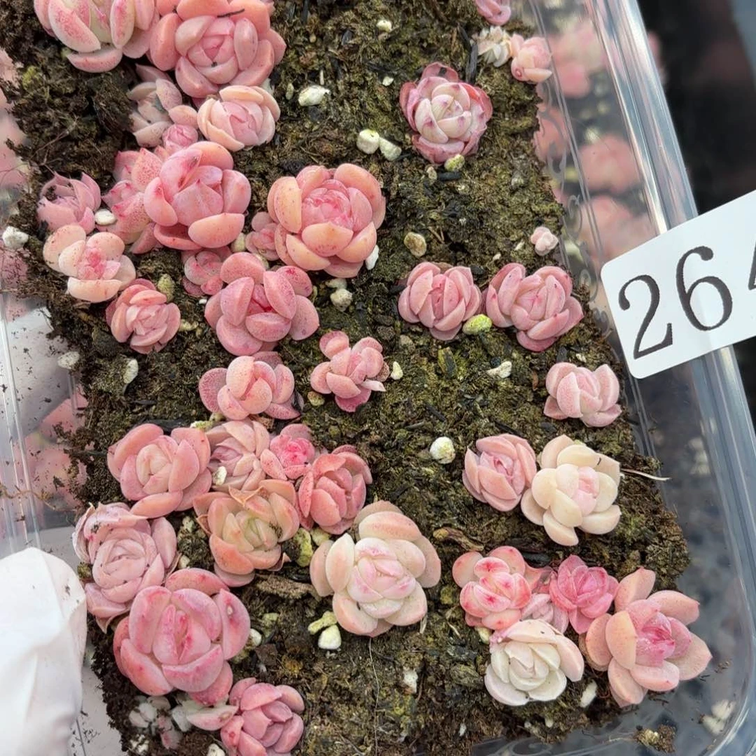 多肉植物多肉植物264