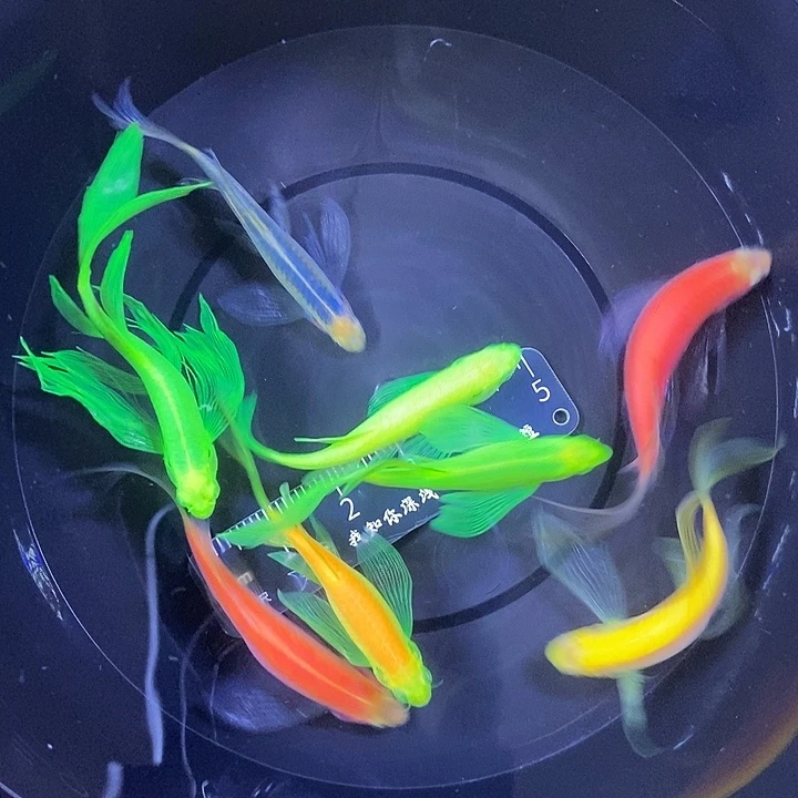 斑马鱼蝶翼斑马瑕疵练手鱼4厘米8条
