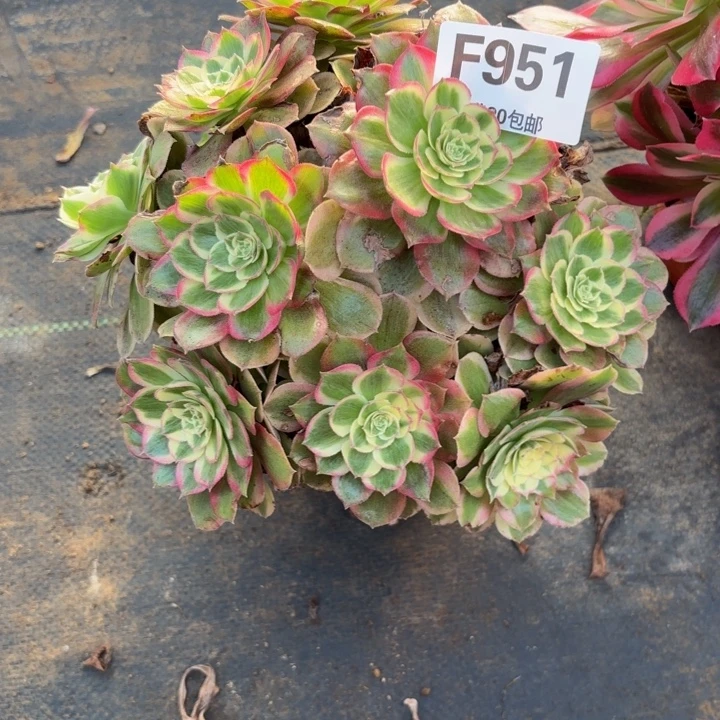 瑞妈，，。。。。951千禧