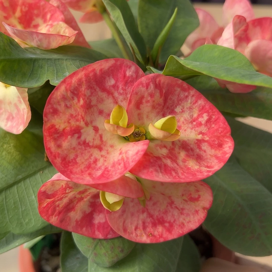 星印泰国大花虎刺梅