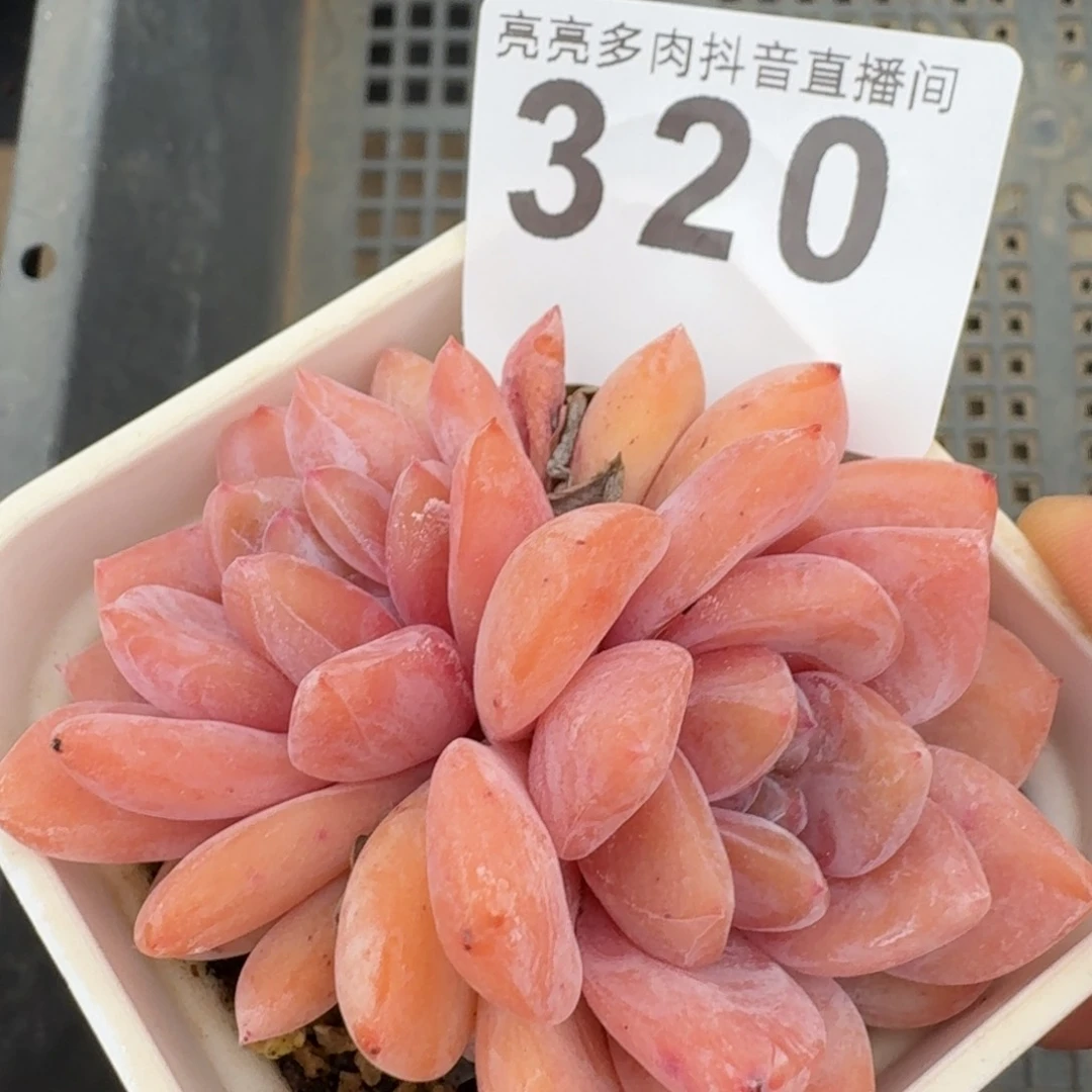 罗***敏雪之魄         多肉植物