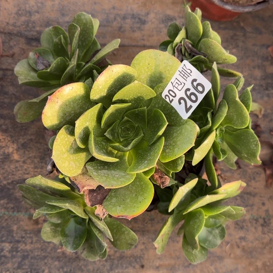 玉龙266满20包邮断枝不包