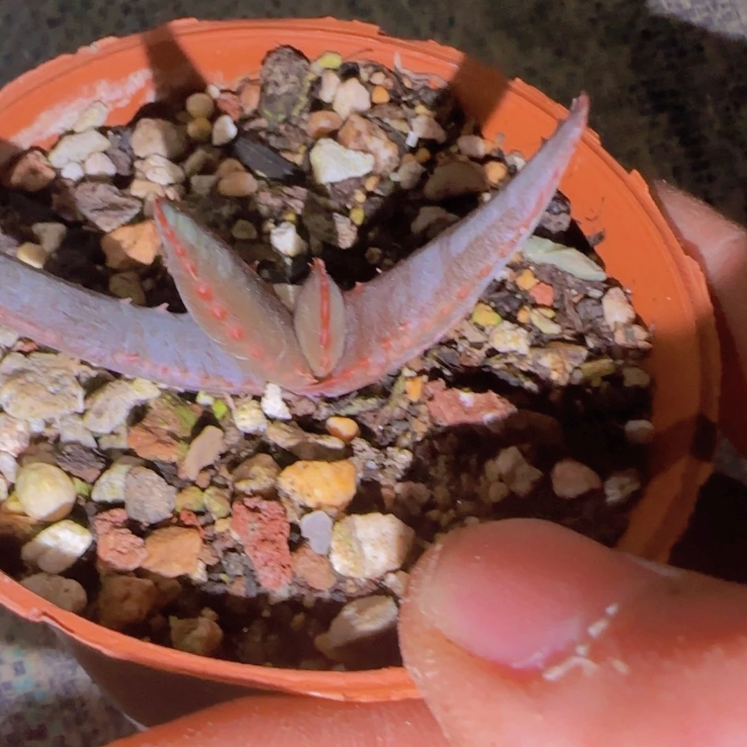 阿*A块根植物块根植物