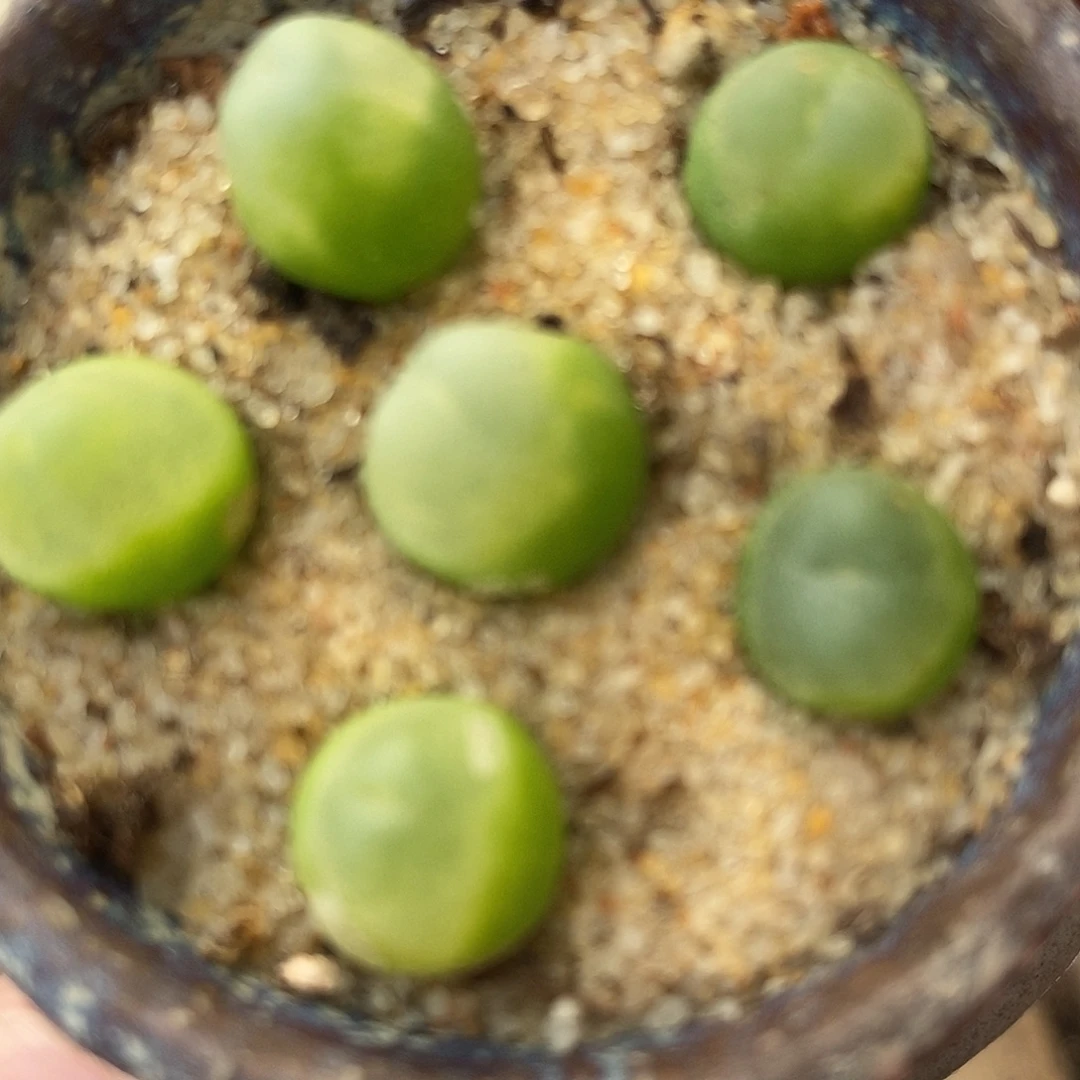 1664紫皮拉登一物。