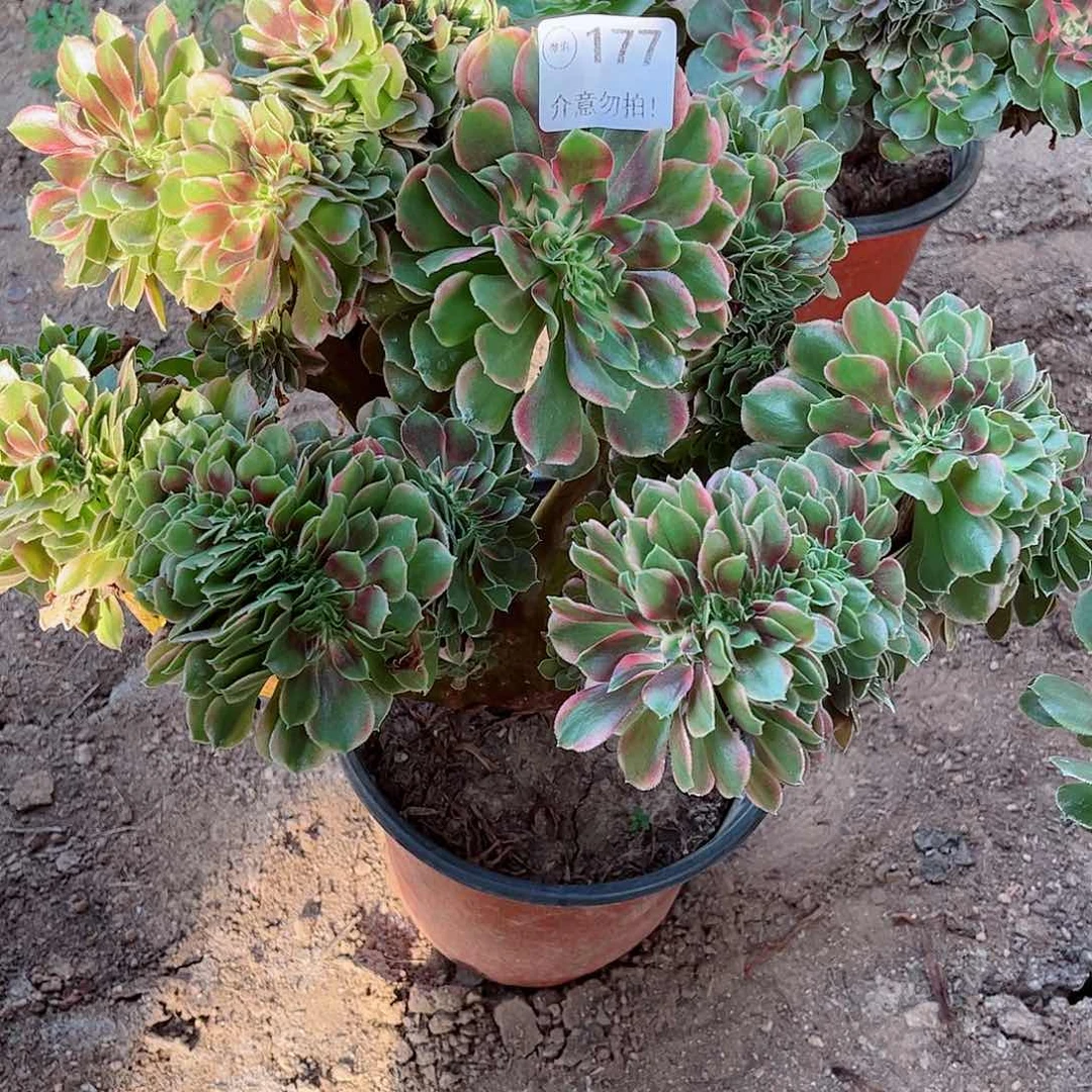 无花朵茉***多肉植物177
