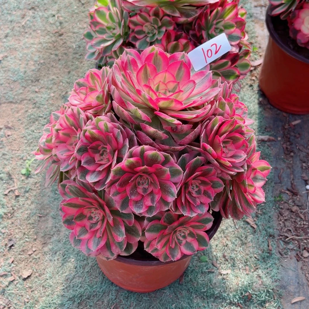 102倾城法师多肉植物