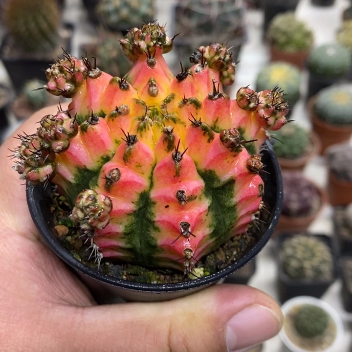 花蝴蝶牡丹锦特价