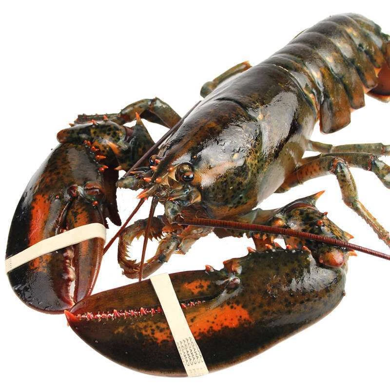 【顺丰空运】鲜活冷冻波士顿大龙虾新鲜肥美3-8斤大龙虾食用饱满