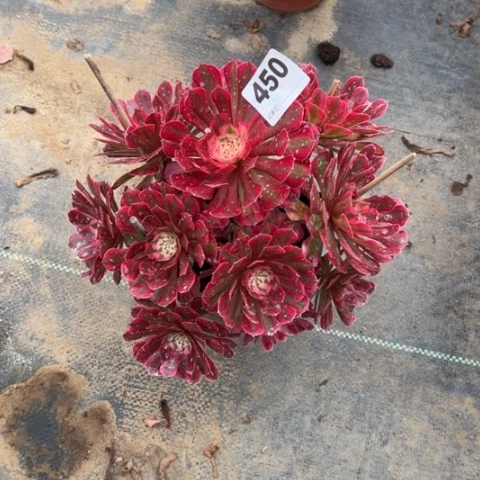 450铜壶锦多肉植物