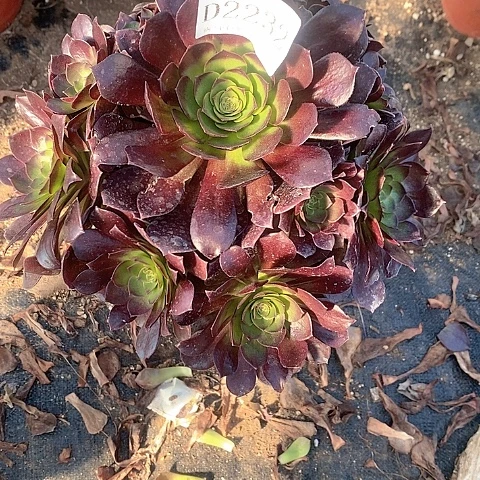 2232赤焰莲多肉法师锦