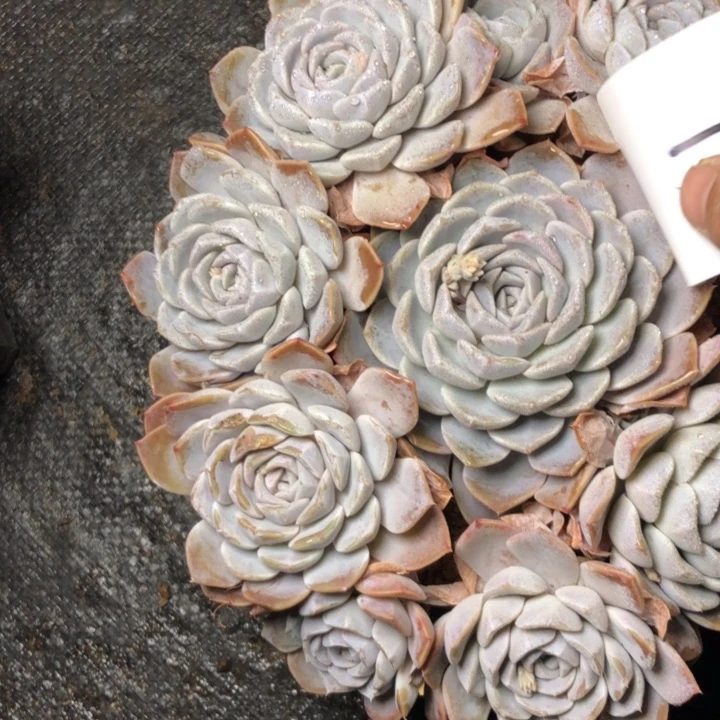 易*乐13///////-/////—-///