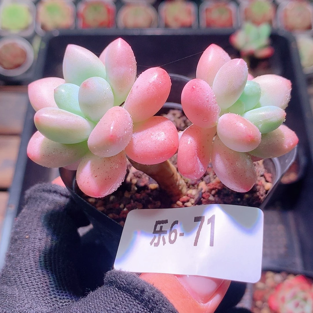 乐然6-71 洛神双头