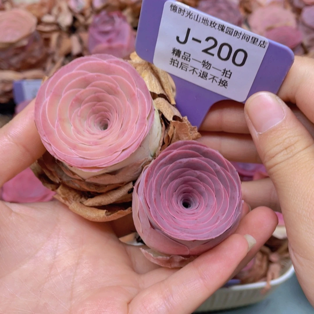 小***觉山地玫瑰J200满38包邮裸根发货