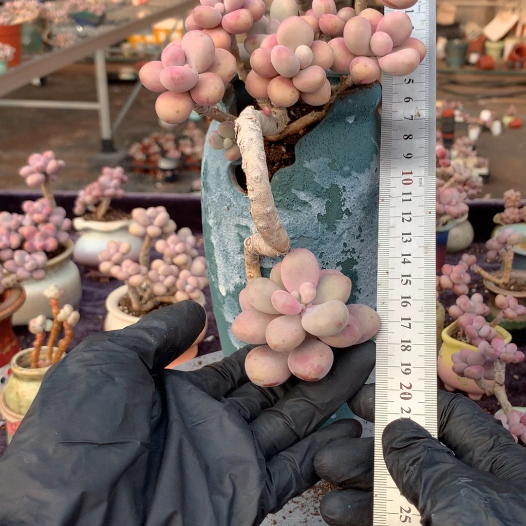 岁****60号带盆偏远地区不包邮的