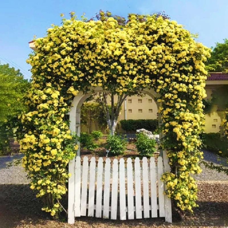（黄木香花苗）藤本植物爬藤植物盆栽地栽庭院种植