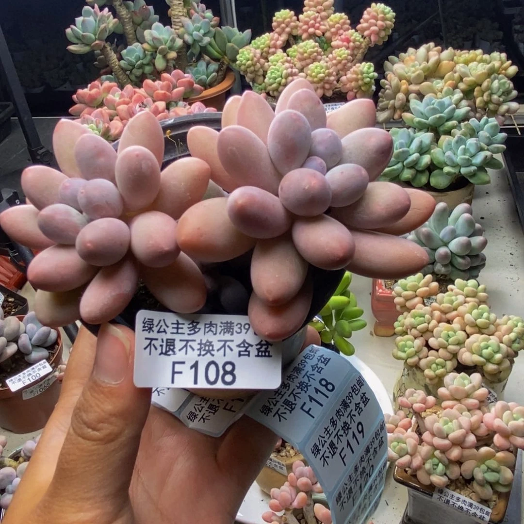 108丸叶汤圆多肉8c m