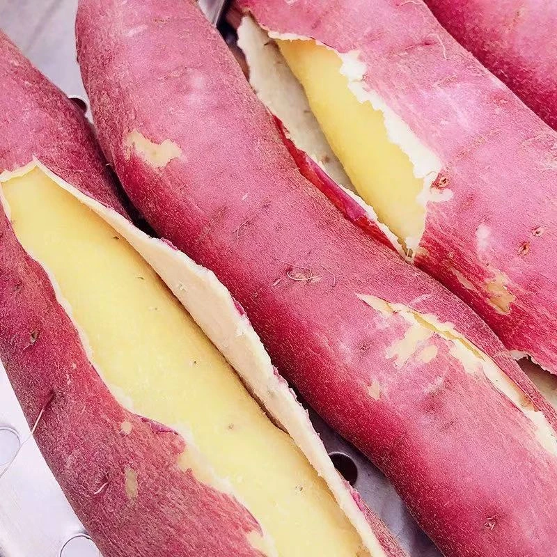 （小郑专属）正宗陕西现挖板栗红薯粉糯甘甜农家沙地番薯粗粮5斤装