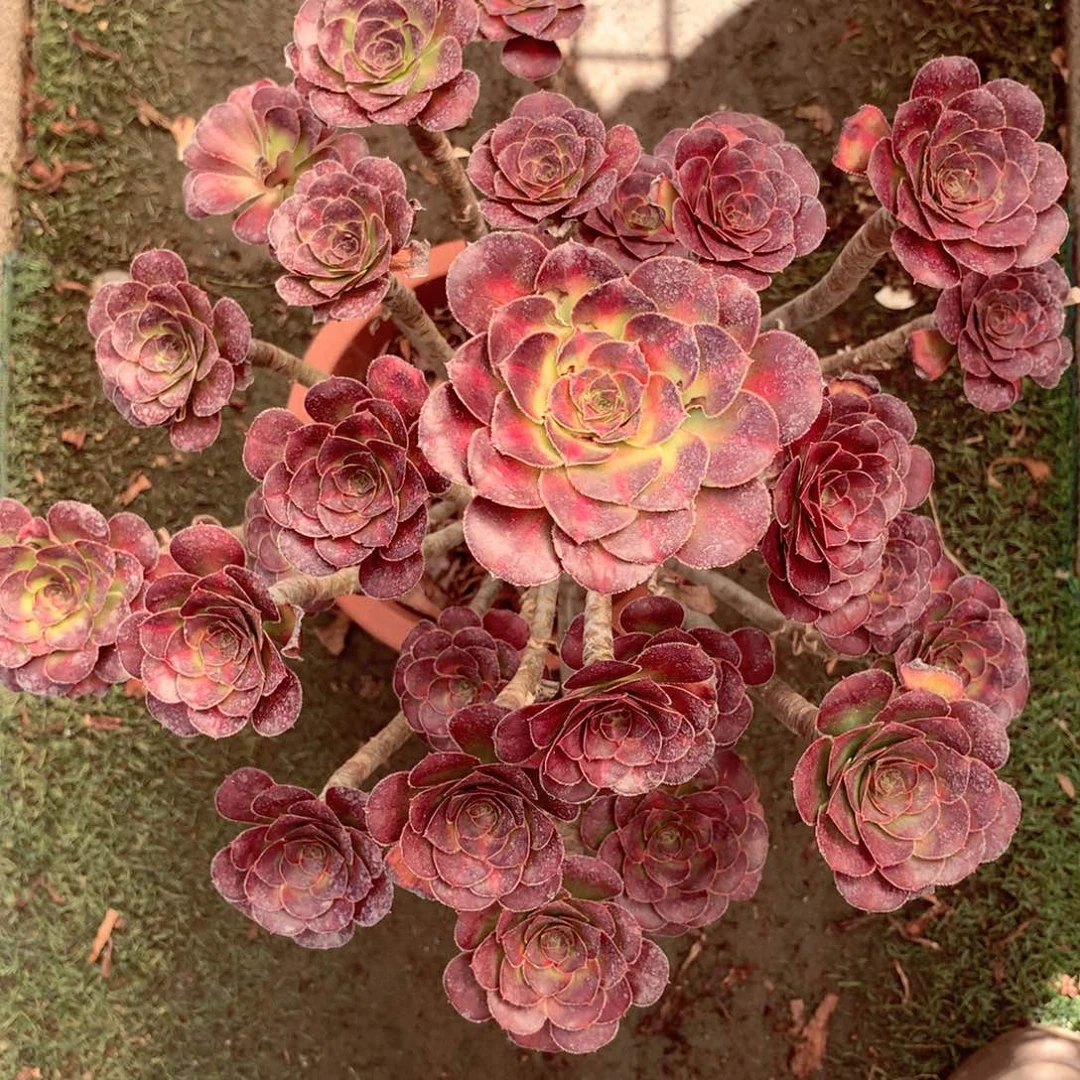 晚霞老桩，多肉植物