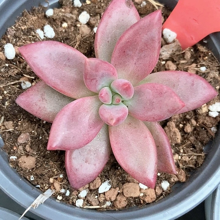 多肉植物赫菲斯托712多饿