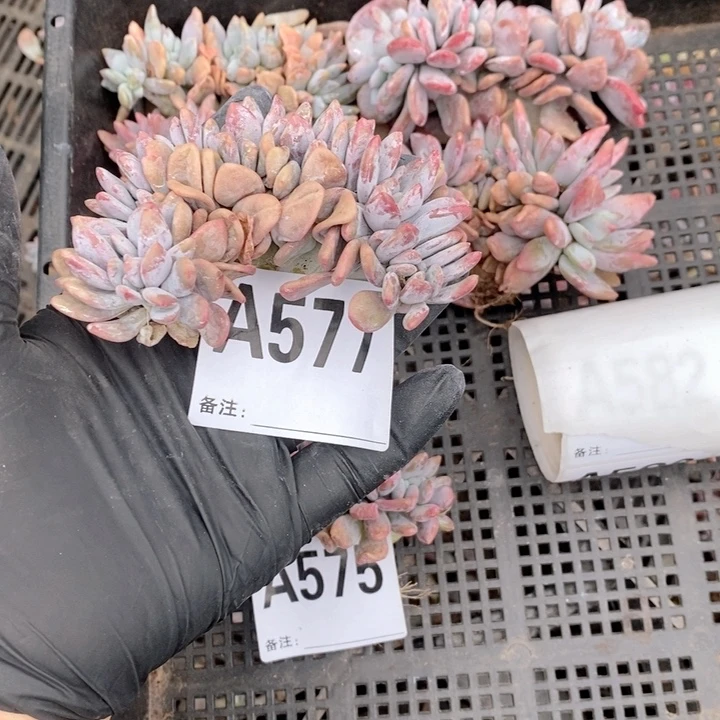 歌****577 粉兔缀呀呀呀呀