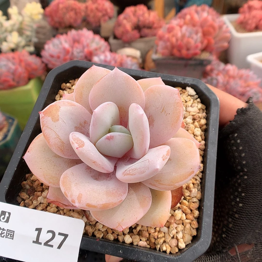 127奶茶多肉植物666