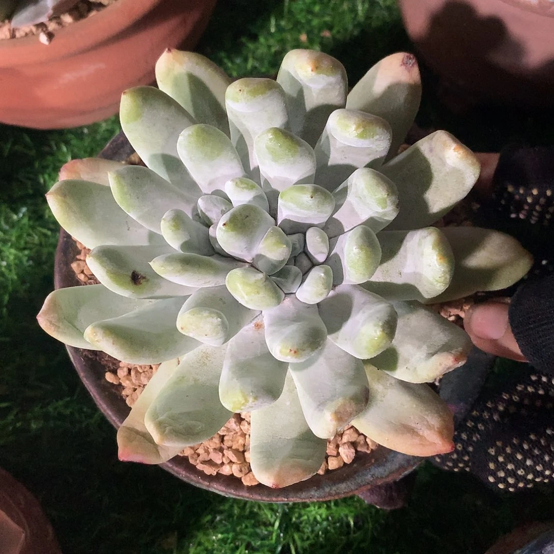 拇指12 公分一物一拍