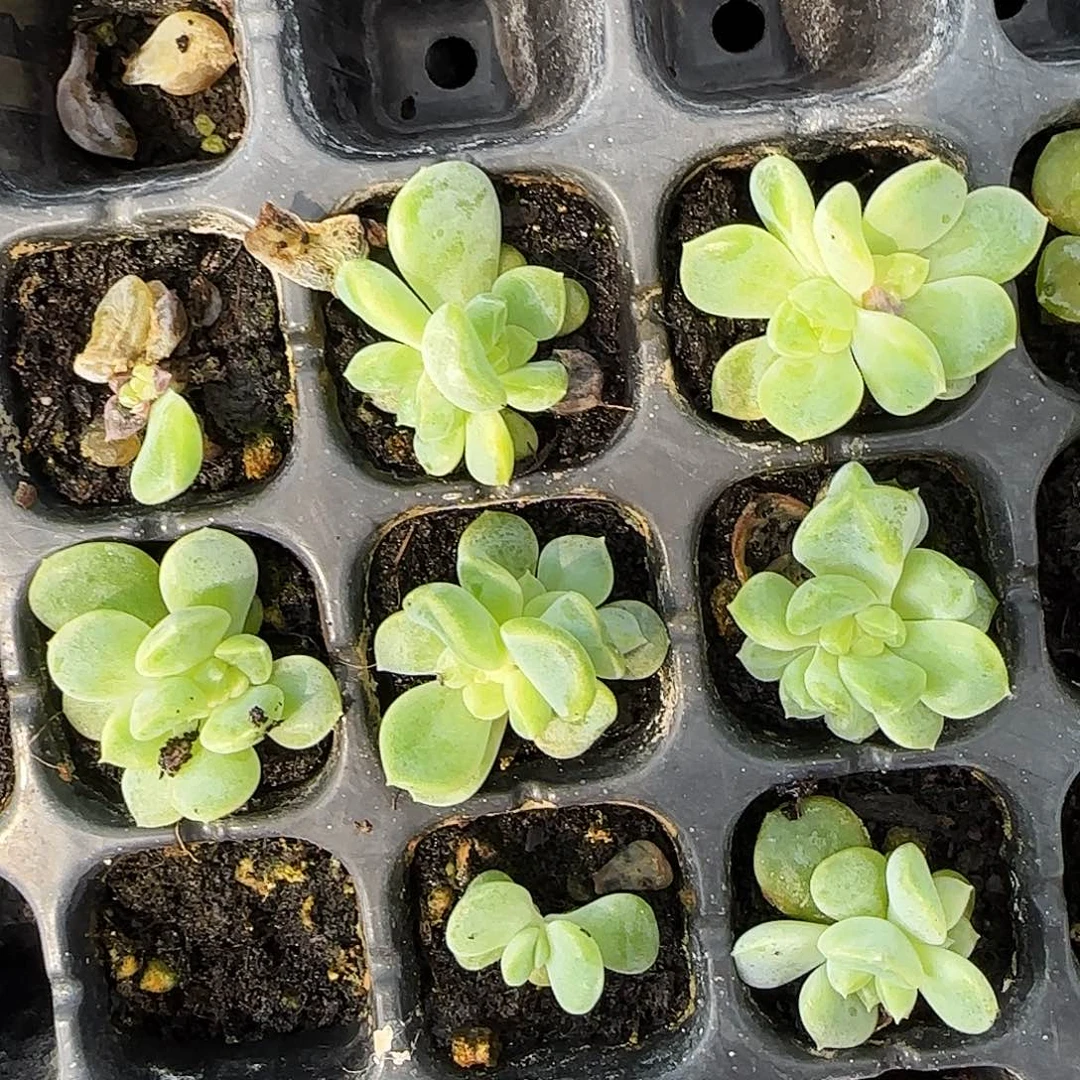 桃花甜心中苗穴一个满25包邮