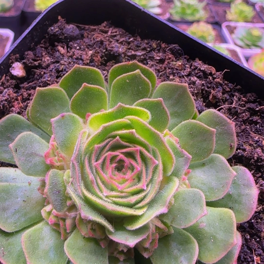 福利12353538383838383833