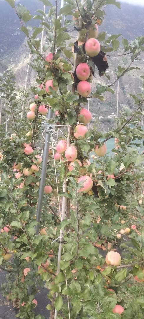 瑞雪苹果新鲜采摘脆甜多汁水果
