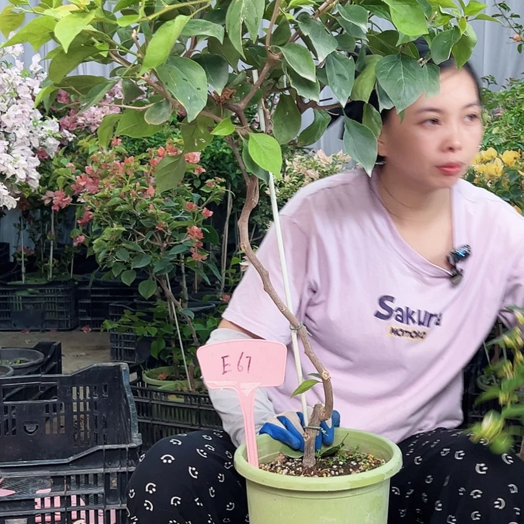 吉***意大部分花苞少量开放E67波妹