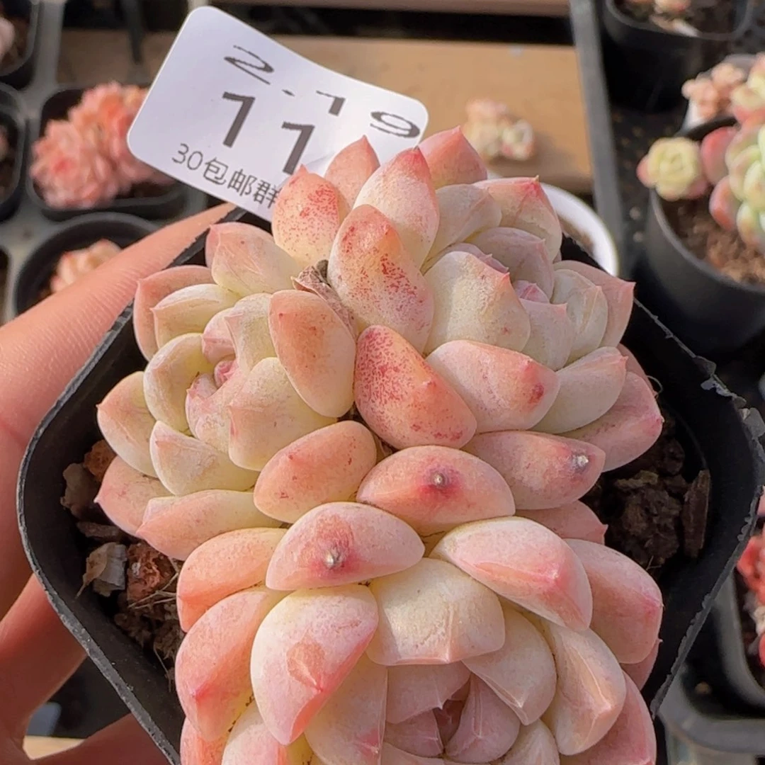 白桃汽水三头一颗脱土