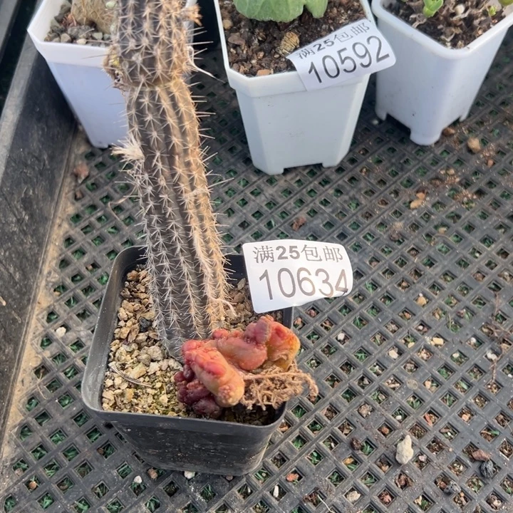 高沙634，一物一拍