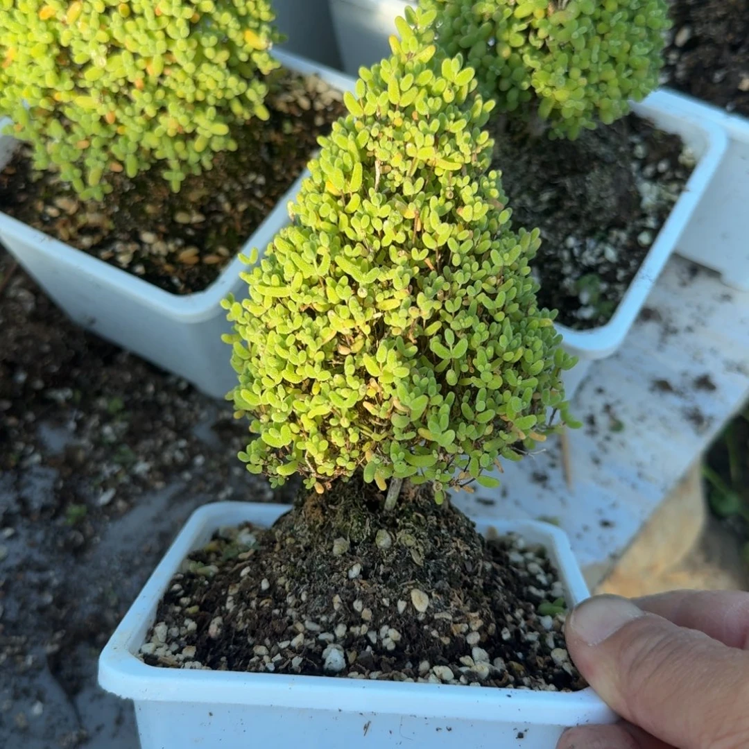 蜜橘圣诞树带盆带土发